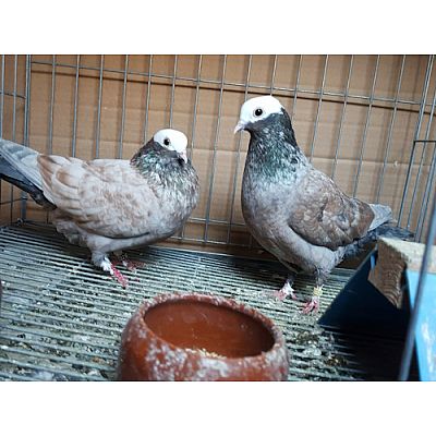 Pigeons de vol catalans  race ibérique en voie de disparition