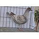 Pigeons Triganini de Modène prêts à reproduire-2